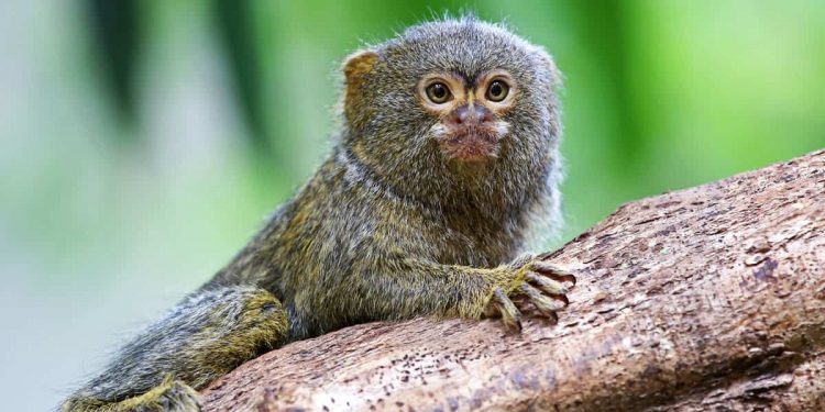 File photo of marmoset