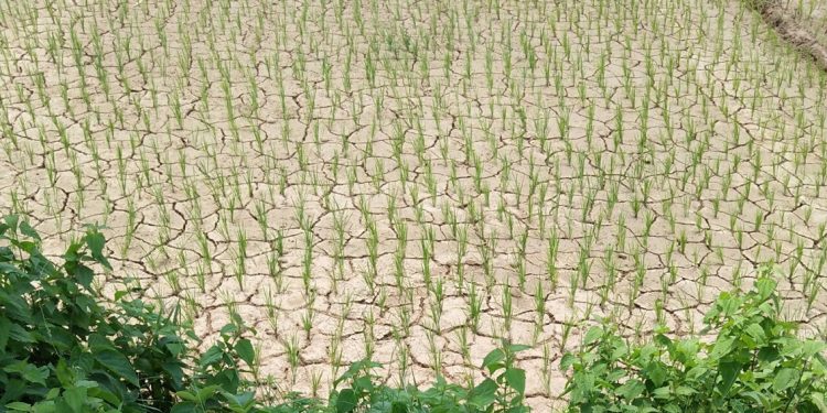 Scanty rain raises drought fears in Balasore