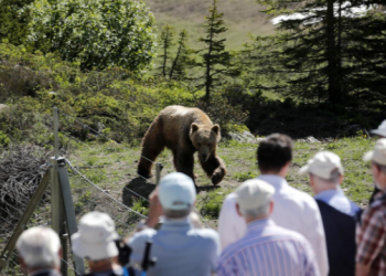 Visitors look at bear Napa at the Arosa Baerenland Sanctuary in the mountain resort of Arosa in Switzerland