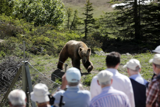 Visitors look at bear Napa at the Arosa Baerenland Sanctuary in the mountain resort of Arosa in Switzerland