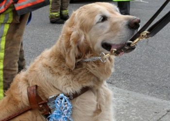 Pet dog rescues owner from bears