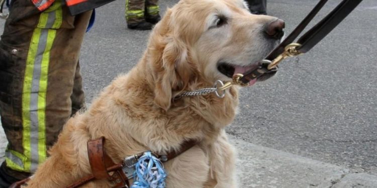 Pet dog rescues owner from bears