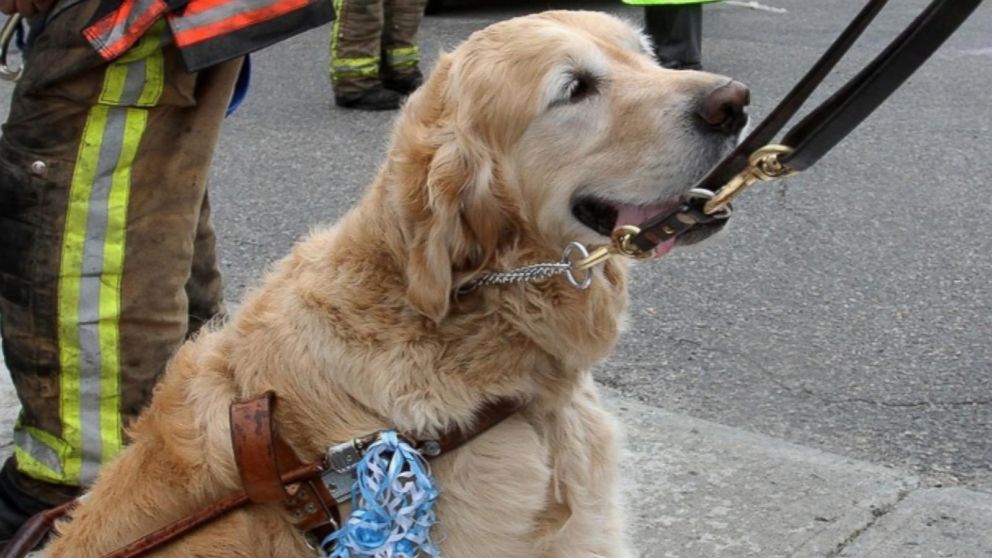 Pet dog rescues owner from bears