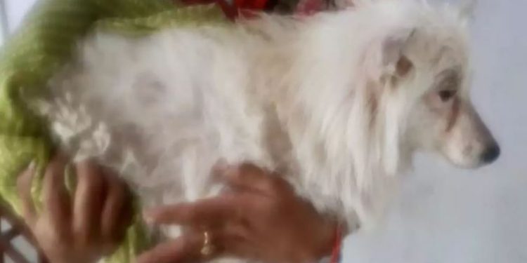 According to the police, the three accused kidnapped the dog from its owner's house and later took turns to rape the female canine in Jalesar Road area.