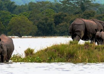 Kaziranga National Park ( File pic)