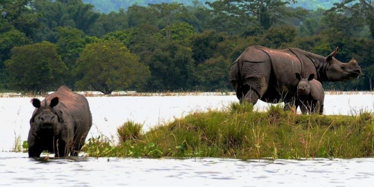 Kaziranga National Park ( File pic)