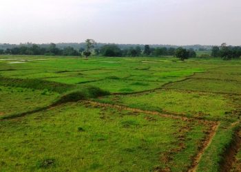 Inadequate rains hit paddy farmers in Keonjhar district