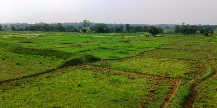 Inadequate rains hit paddy farmers in Keonjhar district