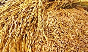 Govt supplied paddy seeds fail to germinate
