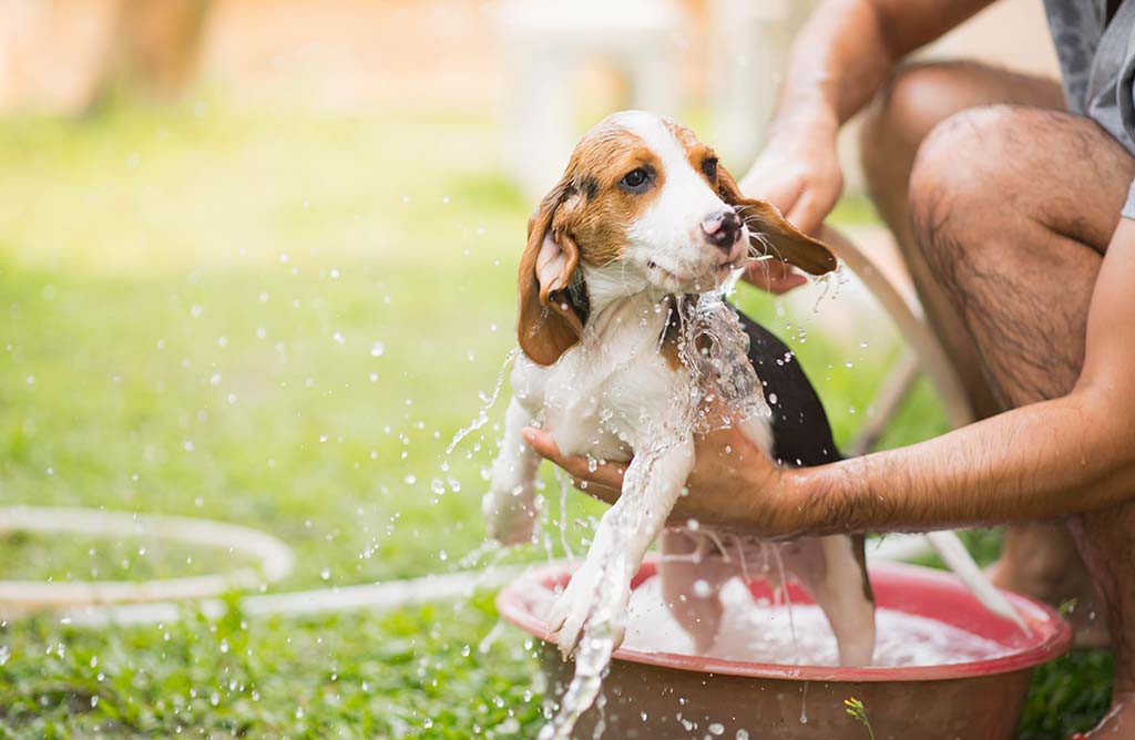 Pet care in monsoon