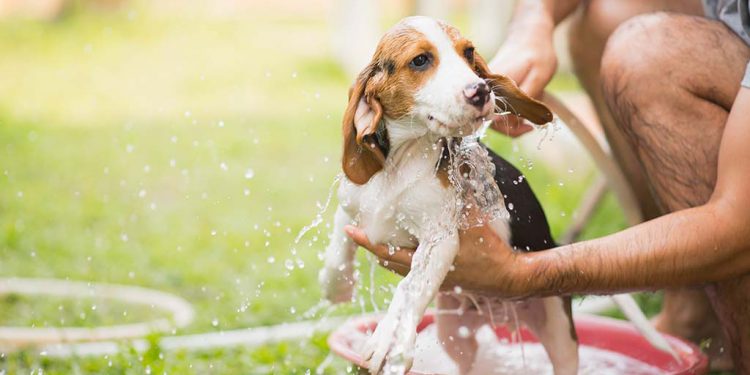 Pet care in monsoon