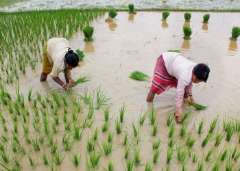 Balurghat: Farmers plant rice saplings in a paddy field during monsoon season at a village near Balurghat, in South Dinajpur district of West Bengal, Saturday, July 13, 2019. (PTI Photo) (PTI7_13_2019_000083B)