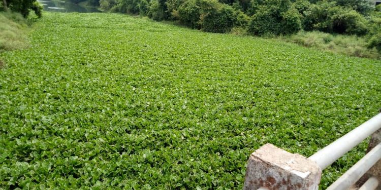 Bhadrak fears floods as river Salandi chokes