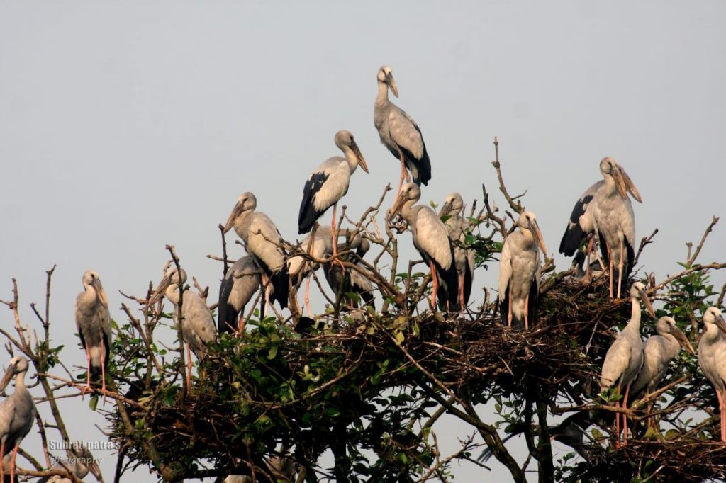 Bhitarkanika National Park