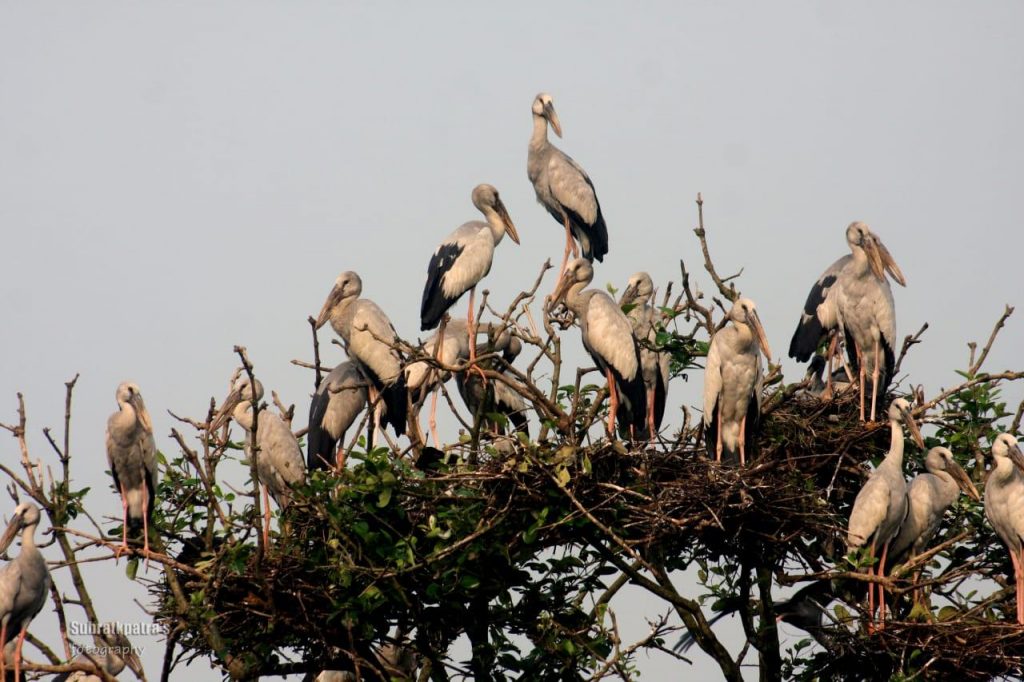 Bhitarkanika National Park, Kendrapara, Odisha, Monsoon