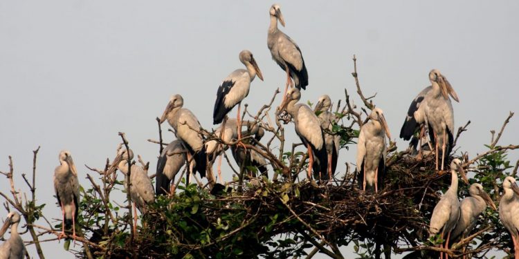 Bhitarkanika National Park, Kendrapara, Odisha, Monsoon