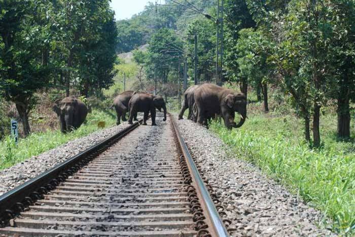 Over 32000 animals killed in railway accidents between 2016-18 - OrissaPOST Over 32000 animals killed in railway accidents between 2016-18 - OrissaPOST