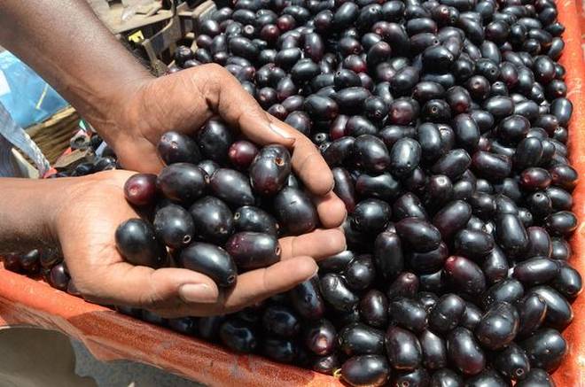 jamun 