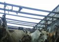 Cattle smuggling