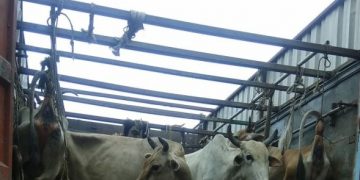 Cattle smuggling