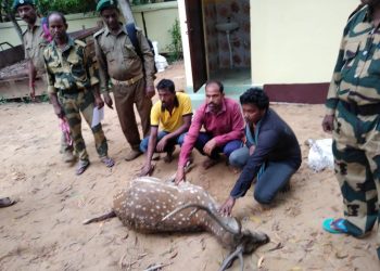 3 poachers held, dead spotted deer seized