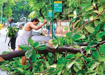 Out of the total, the highest number of trees (26.91 lakh) were cut in 2018-19.