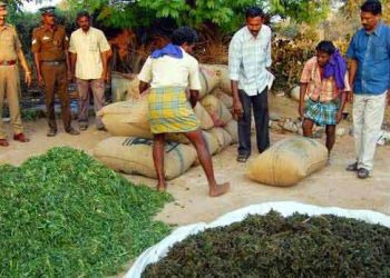 Koraput ‘high’ on ganja farming, smuggling