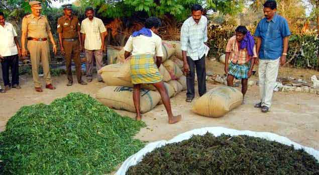 Koraput ‘high’ on ganja farming, smuggling