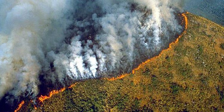 Amazon rainforest fires may be record setting: NASA