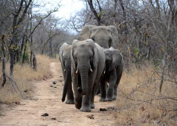 Jumbo herd wreaks havoc