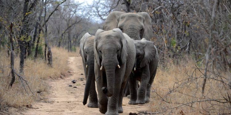 Jumbo herd wreaks havoc