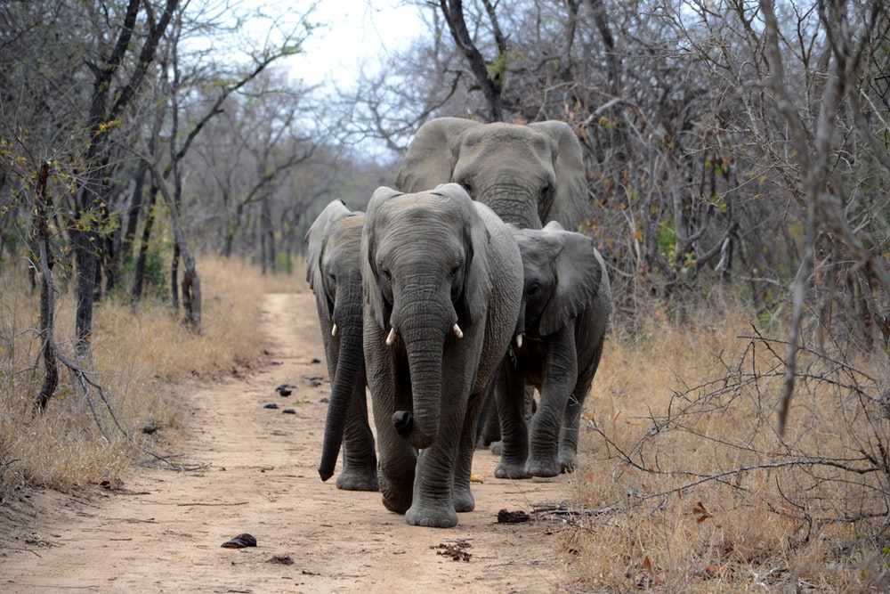 Jumbo herd wreaks havoc