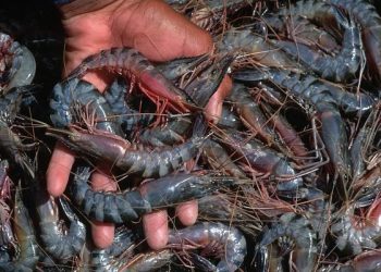 Prawn mafia takes over water bodies; farmers vexed