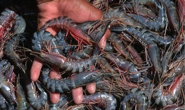 Prawn mafia takes over water bodies; farmers vexed