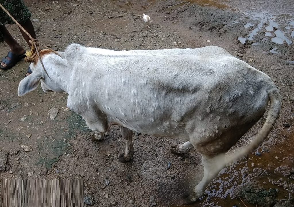 Farmers fret as cattle suffer skin disease