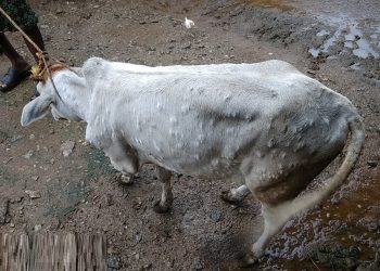 Farmers fret as cattle suffer skin disease