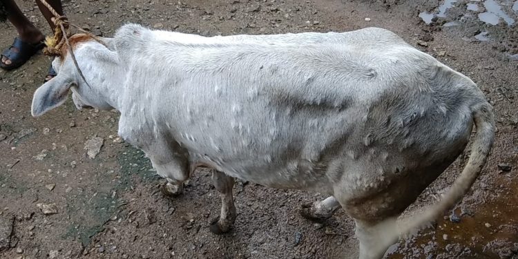 Farmers fret as cattle suffer skin disease