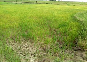 No rains, paddy saplings wilt in Basudevpur block