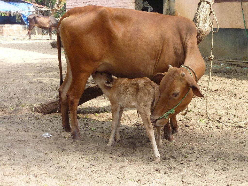 Plan to promote livestock farming flops in Dhamnagar
