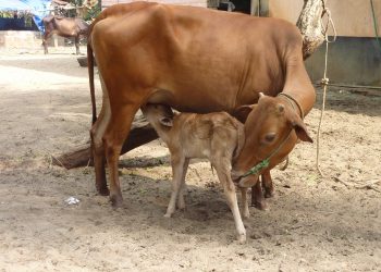 Plan to promote livestock farming flops in Dhamnagar