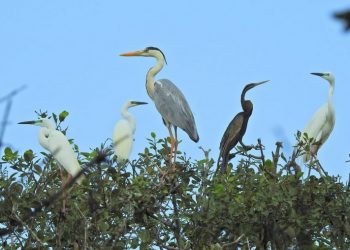 Bhitarkanika migratory bird