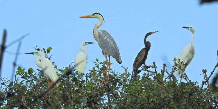 Bhitarkanika migratory bird