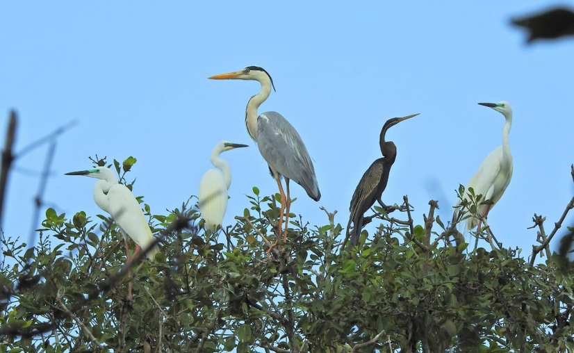 Bhitarkanika migratory bird