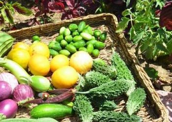 Kids to grow vegetables, fruits for midday meal scheme in UP