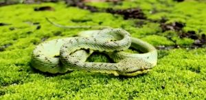 Rare bamboo pit viper rescued