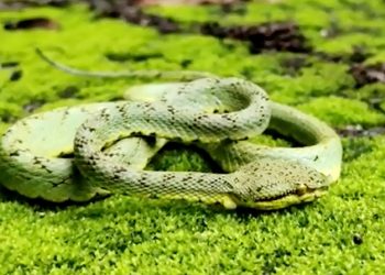 Rare bamboo pit viper rescued