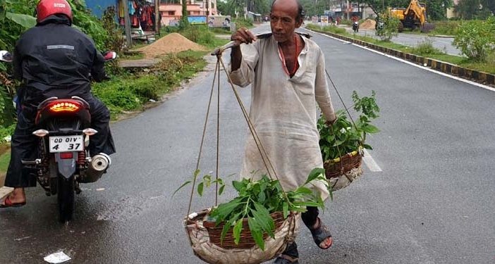 Planting saplings the sole mission of Golaka Bihari