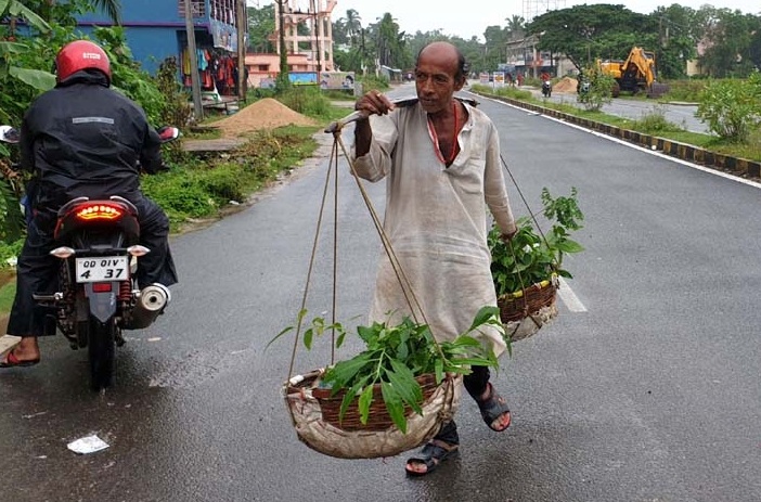 Planting saplings the sole mission of Golaka Bihari