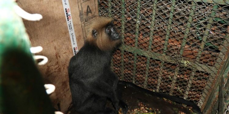 File photo of Nilgiri langur