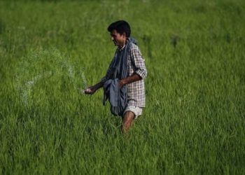 Farmers in Kesinga face urea shortage